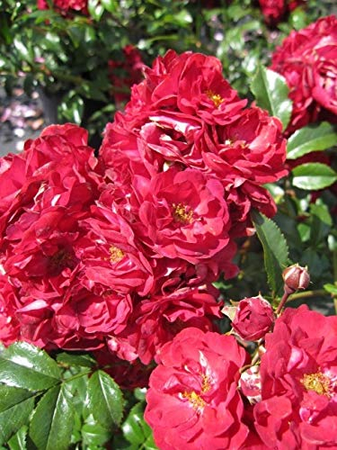 Bodendeckerrose Fairy Dance® - Rosa Fairy Dance® - blutrot Verpackungseinheit 2