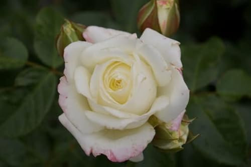 Beetrose Alabaster® - Rosa Alabaster® - cremeweiß - Duft+ -Tantau-Rose
