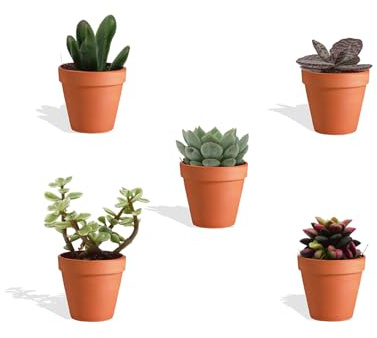 DutchLeafs Mini-Sukkulenten Mix 5 Stück Verschiedene Mini-Sukkulenten im Ø 7 cm Terrakotta Blumentopf - Kleine Pflanzen Mischung Sukkulenten Starter Set Pflegeleichte Zimmerpflanzen - Höhe 8-15 cm