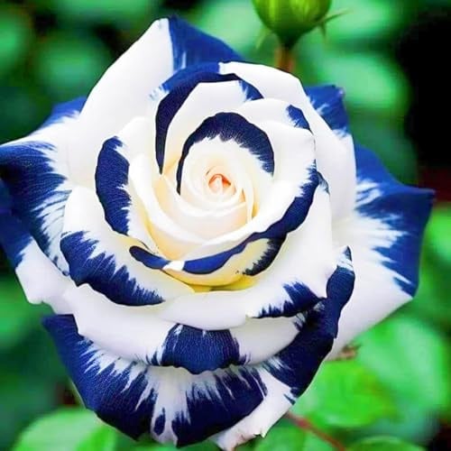 Winterharte mehrjährige Einfach zu Pflegen Seltene Rosen Schnelles Gärten Geschenk bereit-1Rosenzwiebeln-e