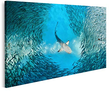 islandburner Bild auf Leinwand Hai Und Kleine Fische Im Ozean Bilder Wandbilder Poster