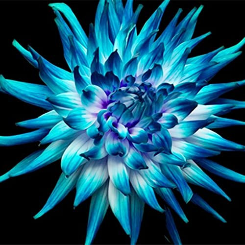 Hoher Zierwert, Charmant Dahlien, Dahlien zwiebeln, MehrjäHrig Lange BlüTezeit, Töpfe und Balkon, Winterharte Frühblüher, Dahlien Blumenzwiebeln, Wachsen Schnell Kä Dahlien, 2zwiebelns-D