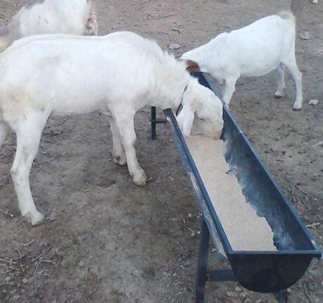 MQEIANG 12 Stück Vieh Futtertrog for Schafe Feeder Trough Trinker Wasserschüssel Tränke for Schafe Ziege Lamm Kalb (Color : Sheep Feed Trough, Size : 1M)