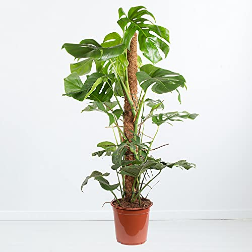 Monstera Pertusum XL inkl. Pflanzstab, echte Zimmerpflanze, Topfgröße 24 cm, Höhe ca. 100-110 cm, pflegeleichtes Fensterblatt, Zimmerpflanzen für die Wohnung oder das Büro, Pflanzenversand