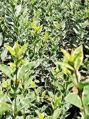 1 Stück weißbunter ovalblättriger Liguster (Ligustrum ovalifolium argenteum) Containerware 40-60 cm