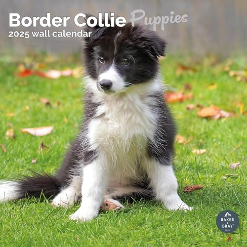 Baker and Bray Border Collie Welpen Kalender 2025, großer quadratischer Wandkalender, 16 Monate, Border Collie Welpen, Geschenk Hundekalender