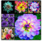Dahlia Pompon, Winterhartes Pflanzen, Dahlien knollen, Dahlien Knollen Groß, Romantische Dahlie, Dahlien Knollen Winterharte MehrjäHrig-2 Zwiebeln-A