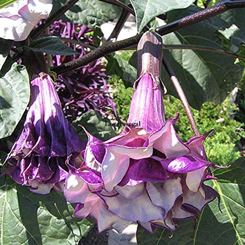 Portal Cool Seeds Package: 12: 100X Brugmansia Seeds Angels Trumpets Flower Garden Seed Kf412: 100X Brugmansia Seas Ãngeles Trompetas Flor Jardn a Sea Kf4