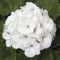 Nouveau frais 70pcs graines de fleurs de pélargonium