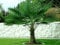 Trachycarpus fortunei Hanfpalme bis 160 cm Höhe aus Freilandzucht. Frosthart bis - 19 Grad Indoor und Outdoor