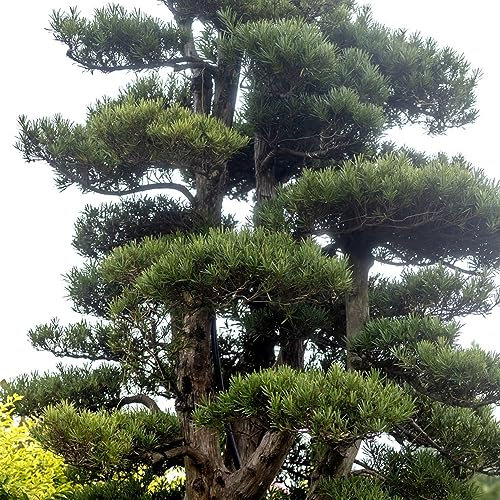 20 pcs podocarpus bonsai samen - hochbeet für balkon,Podocarpus macrophyllus, gärtnern spezielle samen bonsai baum tree bonzai baum pflanzendeko gartenpflanzen geschenke garten balkonpflanzen