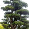 20 pcs podocarpus bonsai samen - hochbeet für balkon,Podocarpus macrophyllus, gärtnern spezielle samen bonsai baum tree bonzai baum pflanzendeko gartenpflanzen geschenke garten balkonpflanzen