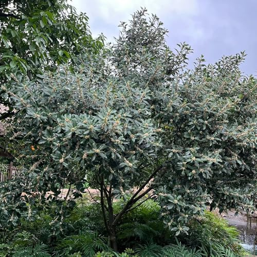 100 Pcs Stechpalme Winterhart Samen - Exotische Pflanzen Winterhart, Herbst Dekoration Stechpalme Samen, Winterfeste Pflanzen Für Balkon, Pflanzen Züchten Bonsai Tree Bäume Pflanzen,