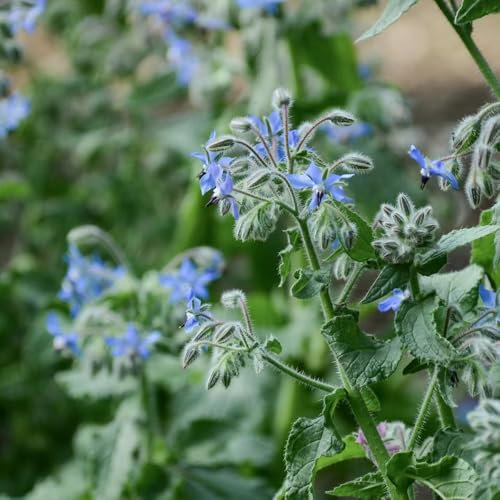 100 Pcs Borretsch Samen Mehrjährig - Pflanzensamen, Pflanzen Für Sonnige Plätze, Saatgut Blumenbeet Borretsch Samen, Kräutergarten Küche Gartenpflanzen, Wildblumen Balkonblumen Kräutersamen,