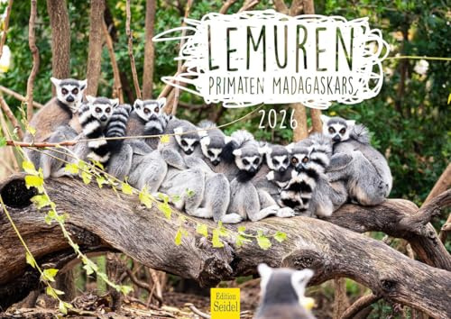 Edition Seidel Premium Kalender Lemuren Primaten Madagaskars 2026 Format DIN A4 Wandkalender Tierkalender Madagaskar Afrika Wildtiere Tiere Lemuren Halbaffen Affen