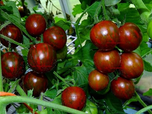 Tomate Black Cherry Zebra Kirschtomate unzählige Früchte saftig süß & lecker Tomatensamen 10 Samen von der-kleine-gaertner