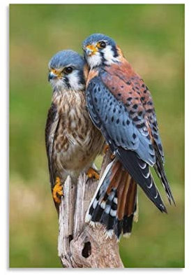 Poster Falco Sparverius, dekoratives Gemälde, Leinwand, Wandkunst, Wohnzimmer, Schlafzimmer, Gemälde, 40 x 60 cm