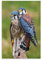 Poster Falco Sparverius, dekoratives Gemälde, Leinwand, Wandkunst, Wohnzimmer, Schlafzimmer, Gemälde, 40 x 60 cm