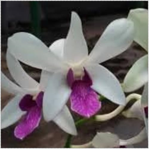 Cymbidium Bulbs Mix for Planting Now UK/Natural Organic/Strong Plants That Grow Well/Greening Flower/Cut Flowers/Good for Containers/Wedding Flowers.-10bulbs-J