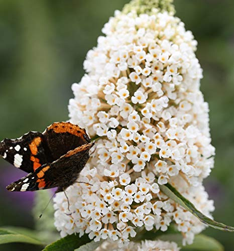 Hochstamm Sommerflieder White Profusion 80-100cm - Buddleja - lebende Gartenpflanze aus den Baumschulen