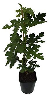 Gustissimo® Morena® Fruchtfeige rötlich-braune Früchte Feigenbaum Ficus carica 3 L Topf ca. 40-60 cm