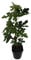 Gustissimo® Morena® Fruchtfeige rötlich-braune Früchte Feigenbaum Ficus carica 3 L Topf ca. 40-60 cm