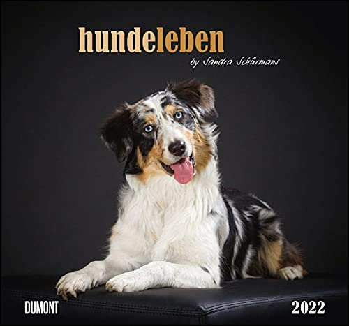 Hundeleben 2022 - DUMONT Wandkalender - mit den wichtigsten Feiertagen - Format 38,0 x 35,5 cm: by Sandra Schürmans