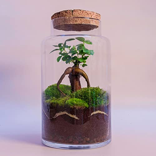 Terrario de Plantas Naturales Jardín Eterno en Botella con tapon de Corcho formado por Ficus Gingseng Decoración para Casa o Regalo (Grande 18 x 30)