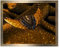 arte-tuo Bilderrahmen Saphir 35x45 cm Bronze Optik mit klarem Kunstglas für Poster Puzzle Diamond Painting