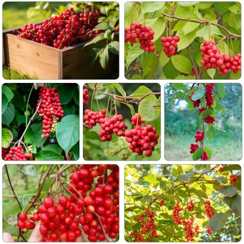 Schisandra da balcone perenni resistenti da giardino balcone bonsái colonna letto elevato per giardino semi 100pcs