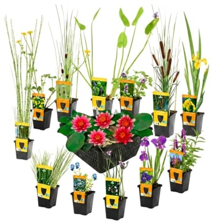 vdvelde.com - Teichpflanzen Set 13 mit roter Zwergseerose Nymphaea Rubra | Blühender Gartenteich vom Start an, Sauerstoffspender und Teichkörbe enthalten, winterhart, Setztiefe 1 bis 10 cm
