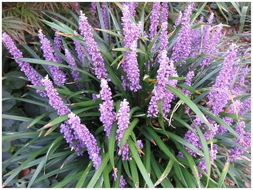 Stauden Gänge 3 x Liriope muscari 'Royal Purple' Lilientraube winterhart | Purpurnes Ziergras für Sonne bis Halbschatten, Blüte August bis Oktober, mehrjährig, 1 L Topf (11x11 cm)