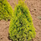 Heckenkonifere Thuja occ. 'Golden Smaragd'®, 3er-Set, Höhe 60-80 cm, Topf 5 l