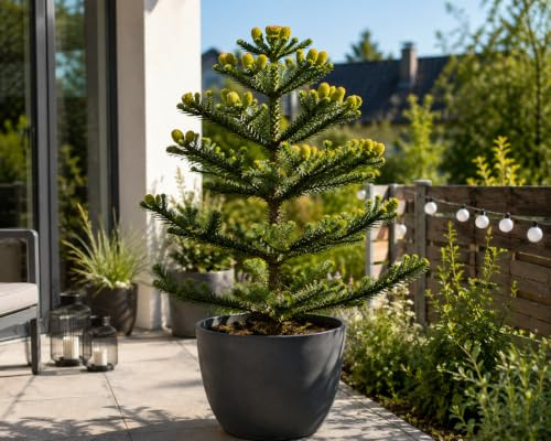 Chilenische Schmucktanne ca. 60 cm - Andentanne - Araucaria araucana - Schlangenbaum - Schuppentanne - Affenschwanzbaum