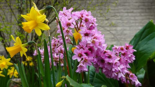 Bergenie 50 Samen, Bergenia cordifolia