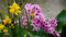 Bergenie 50 Samen, Bergenia cordifolia