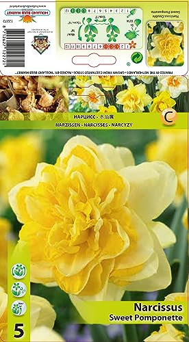 Narzissenzwiebeln : Narcissus Narzissen Osterglocken Gefüllte Narzisse Sweet Pomponette 10 Blumenzwiebeln