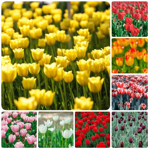 12 pcs tulpenzwiebeln balkon - plants winterharte balkonpflanzen frühblüher zwiebeln tulpen zwiebeln,tulpenzwiebel,Tulipa gesneriana, winterharte stauden mehrjährig plant winterfeste
