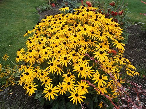 50 x Rudbeckia fulgida 'Goldsturm' (Winterhart/Staude//Mehrjährig/Stauden) Sonnenhut - Dauerblüher mit leuchtender Präsenz - Sehr Bienenfreundlich - Sehr wertvolle Staude - von Stauden Gänge