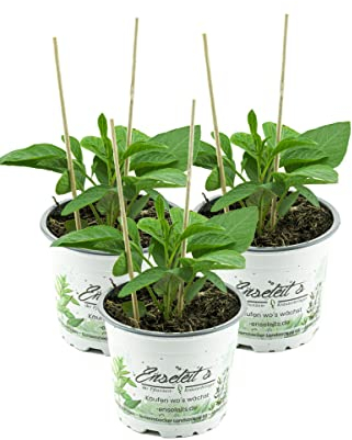 3er Set Pepino Melonenbirne, frische Pflanze aus Nachhaltigem Anbau