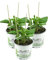 3er Set Pepino Melonenbirne, frische Pflanze aus Nachhaltigem Anbau