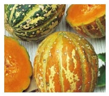 Stk - 4x Melone Orange Ananas - Obst Frucht Garten Pflanzen Samen KS87 - Seeds & Plants Shop by Ipsa
