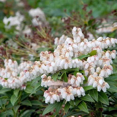 Große Lavendelheide Japanisches Schattenglöckchen 25-30cm - Pieris japonica - lebende Gartenpflanze aus den Baumschulen