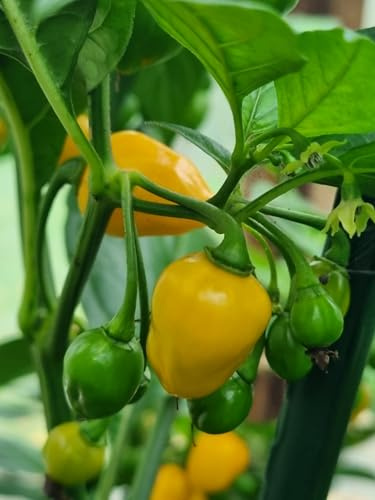 Big Aji Charapita 10 Samen -Neu-