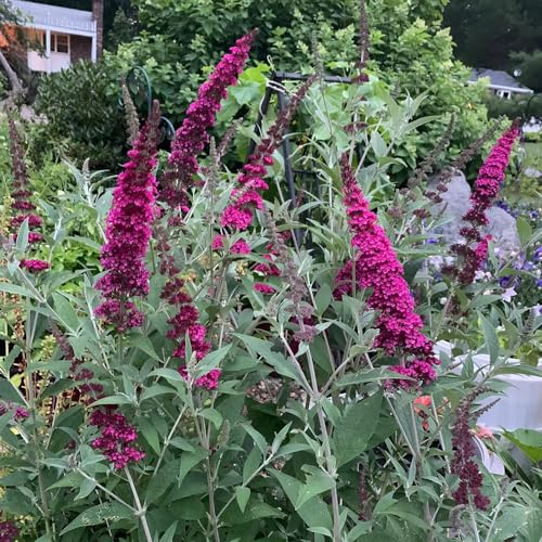 300 Pcs Schmetterlingsflieder Winterhart Samen - Buddleia Dreifarbiger - Kräuterpflanzen, Blumen Für Balkon Schmetterlingsbaum Samen, Bienenweide Saatgut Mehrjährig, Geschenke Für