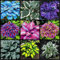 Hosta pflanze mix,Hostas funkien,Funkienzwiebeln, kältebeständige mehrjährige Pflanzen,Hosta mix pflanze winterhart-10zwiebeln-J