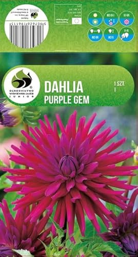 AGRONOM | DAHLIEN - PURPLE GEM | Mehrjährige Blumenzwiebeln | Violett Blumen | Werden in Blumengärten, Töpfen angebaut, in blühenden Rasenflächen | 1 Blumenzwiebel
