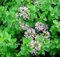 Semillas frescas - ORÉGANO ITALIANO Mejorana silvestre - 4000 semillas - Origanum Vulgare