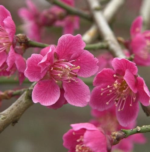 Japanische Aprikose Beni chi dori 60-80cm - Prunus mume