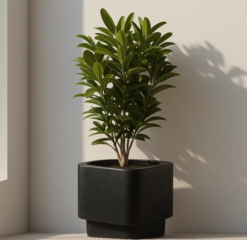 Olly & Rose Pot de plantes Fibretone extra grand 45 cm - Pot de fleurs noir surélevé rectangulaire arrondi pour intérieur et extérieur - Collection Mora